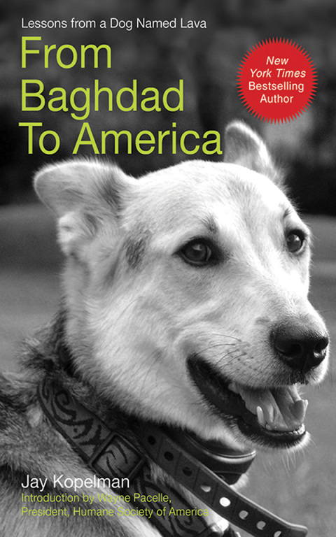Cover image for book From Baghdad to America
