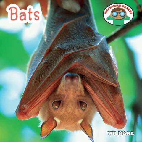 Cover image for book Bats