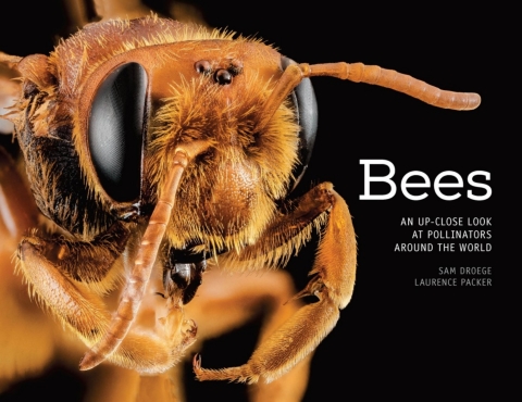 Cover image for book Bees