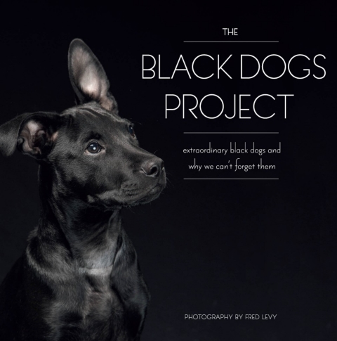 Cover image for book The Black Dogs Project