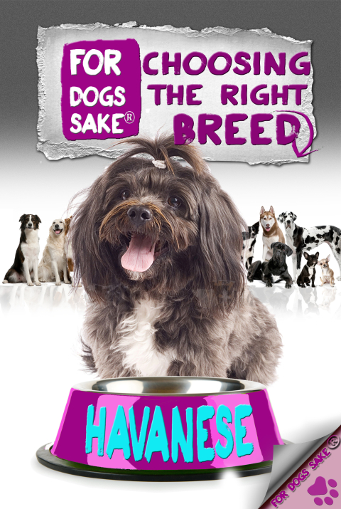 Cover image for book Choosing the Right Breed - Havanese
