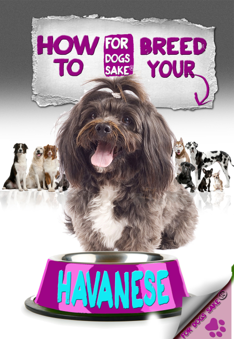 Cover image for book How to Breed your Havanese