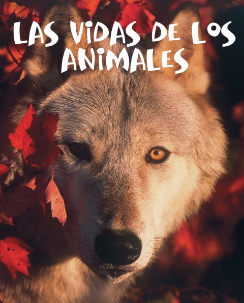 Cover image for book Las vidas de los animales