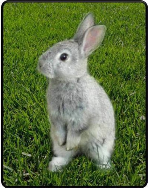 Cover image for book My Pet Rabbits