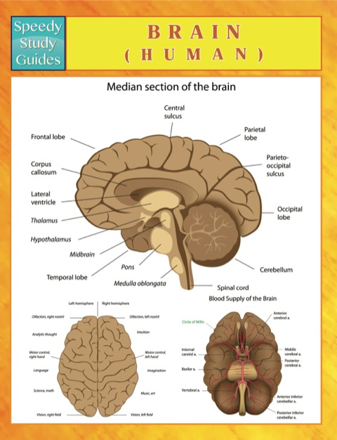 Cover image for book Brain (Human)