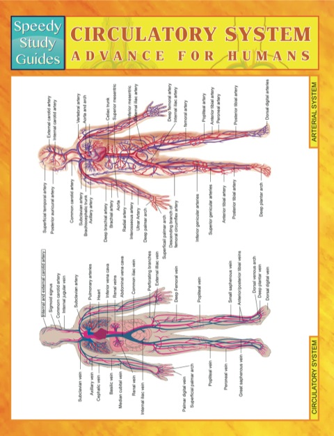 Cover image for book Circulatory System Advanced For Humans