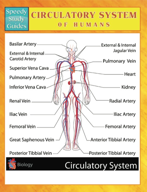 Cover image for book Circulatory System Of Humans Speedy Study Guides