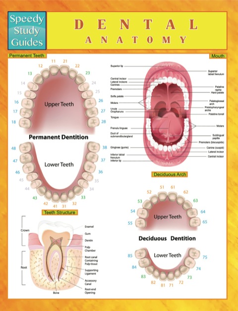 Cover image for book Dental Anatomy Speedy Study Guides