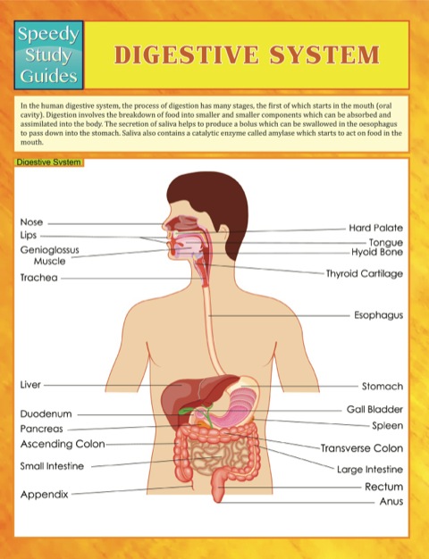 Cover image for book Digestive System Speedy Study Guides