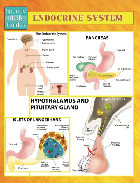 Cover image for book Endocrine System Speedy Study Guides