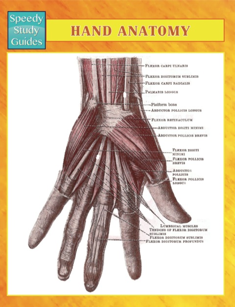 Cover image for book Hand Anatomy Speedy Study Guides