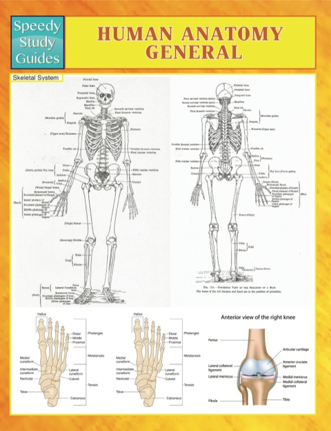 Cover image for book Human Anatomy General Speedy Study Guides