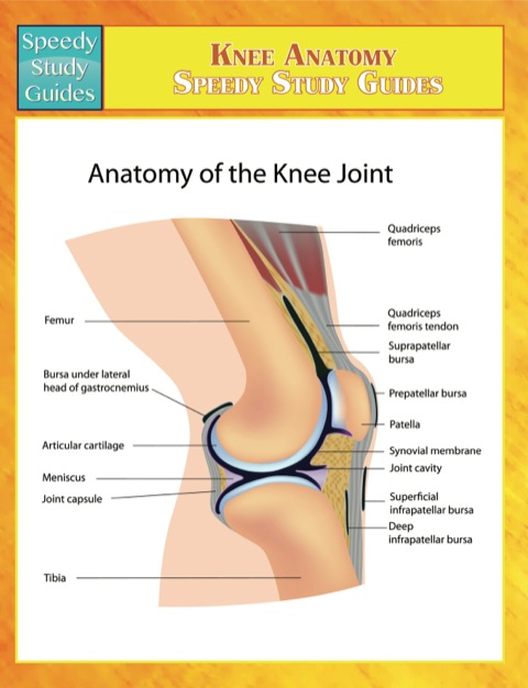 Cover image for book Knee Anatomy Speedy Study Guides