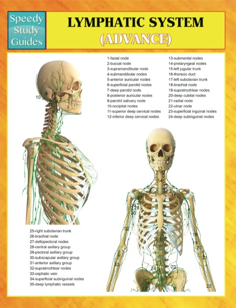 Cover image for book Lymphatic System (Advanced) Speedy Study Guides