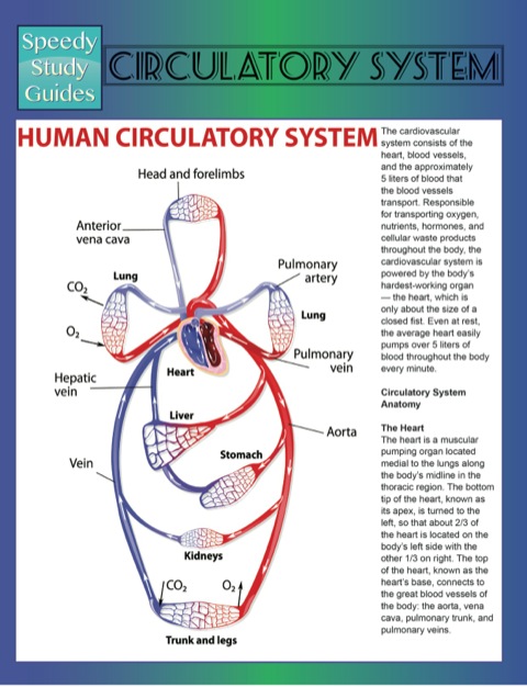 Cover image for book Circulatory System (Speedy Study Guides)