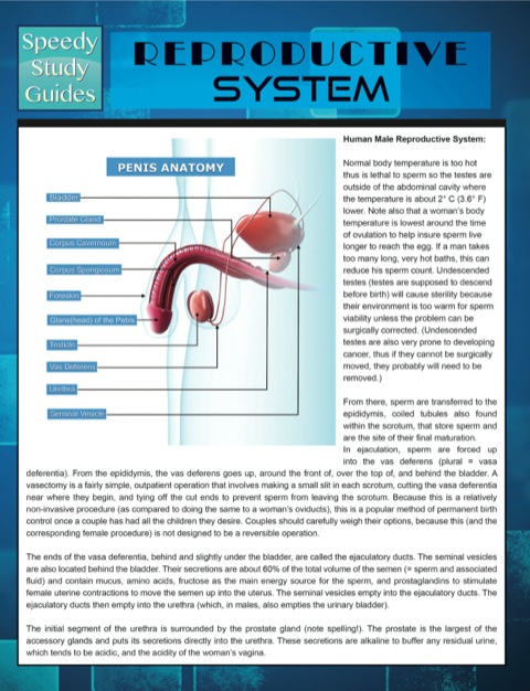 Cover image for book Reproductive System (Speedy Study Guides)
