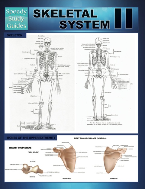 Cover image for book Skeletal System II (Speedy Study Guides)