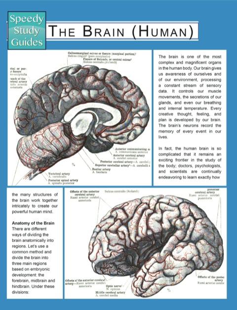 Cover image for book The Brain (Human) (Speedy Study Guides)