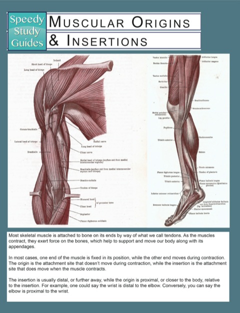 Cover image for book Muscular Origins & Insertions (Speedy Study Guides)