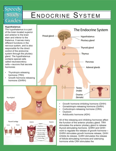 Cover image for book Endocrine System (Speedy Study Guides)