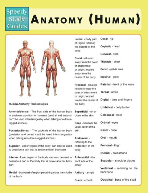 Cover image for book Anatomy (Human) (Speedy Study Guides)