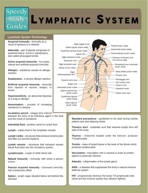 Cover image for book Lymphatic System (Speedy Study Guides)