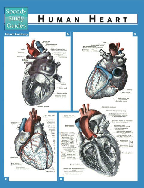 Cover image for book Human Heart (Speedy Study Guides)