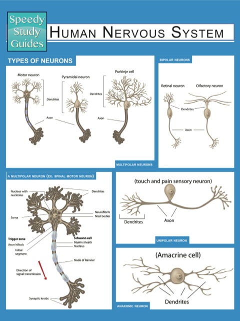 Cover image for book Human Nervous System (Speedy Study Guides)
