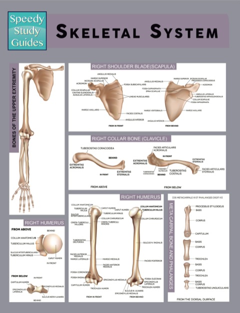 Cover image for book Skeletal System (Speedy Study Guides)