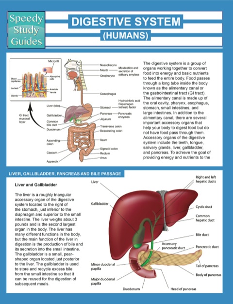Cover image for book Digestive System (Humans) (Speedy Study Guides)