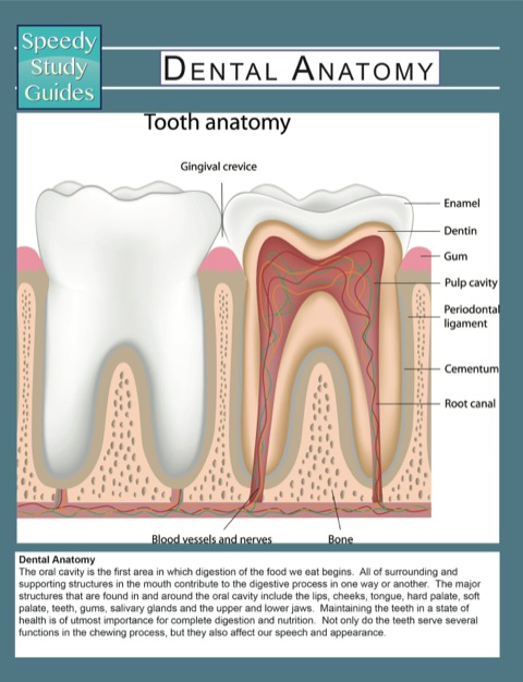Cover image for book Dental Anatomy (Speedy Study Guides)