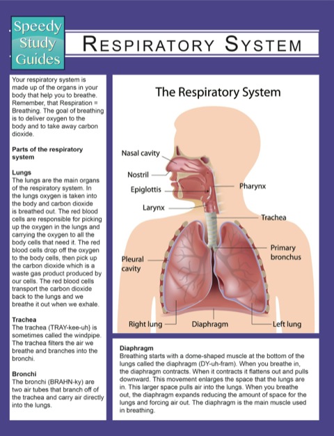 Cover image for book Respiratory System (Speedy Study Guides)
