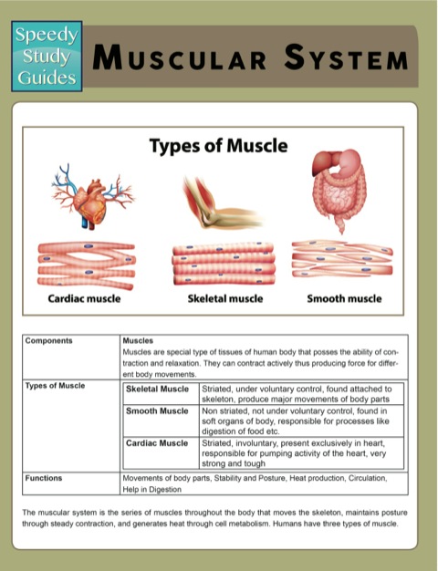 Cover image for book Muscular System (Speedy Study Guides)