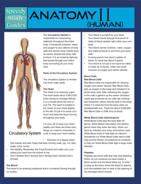 Cover image for book Anatomy II (Human) (Speedy Study Guides)