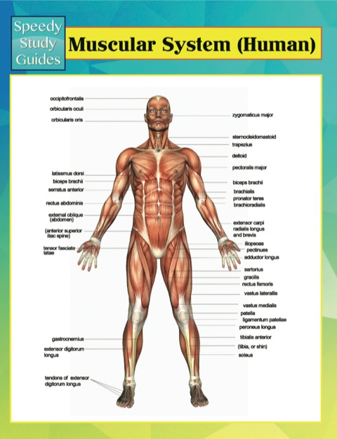 Cover image for book Muscular System (Human) Speedy Study Guides