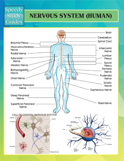 Cover image for book Nervous System (Human) Speedy Study Guides