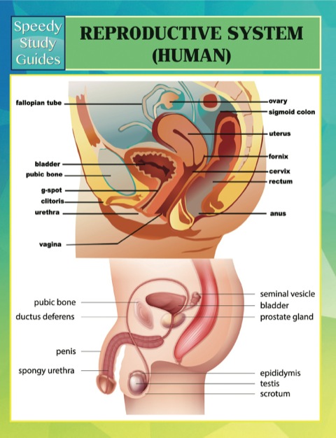 Cover image for book Reproductive System (Human) Speedy Study Guides
