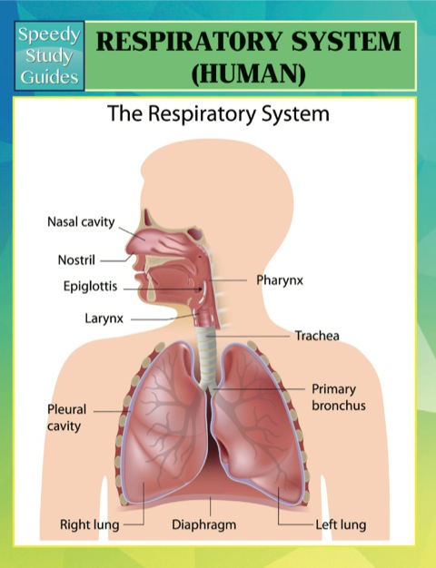 Cover image for book Respiratory System (Human) Speedy Study Guides