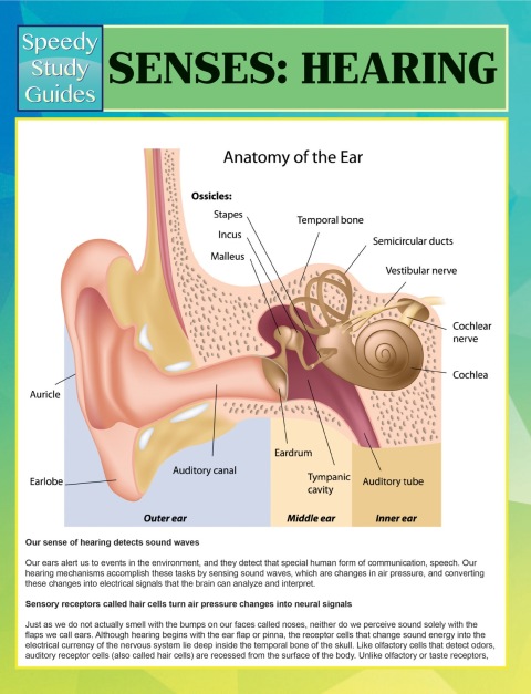 Cover image for book Senses: Hearing Speedy Study Guides