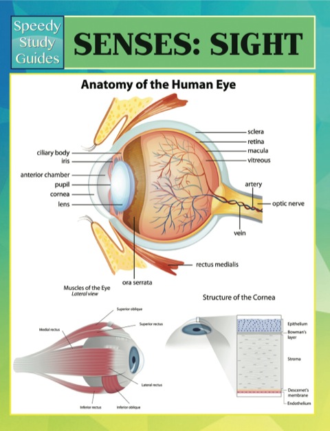 Cover image for book Senses: Sight Speedy Study Guides