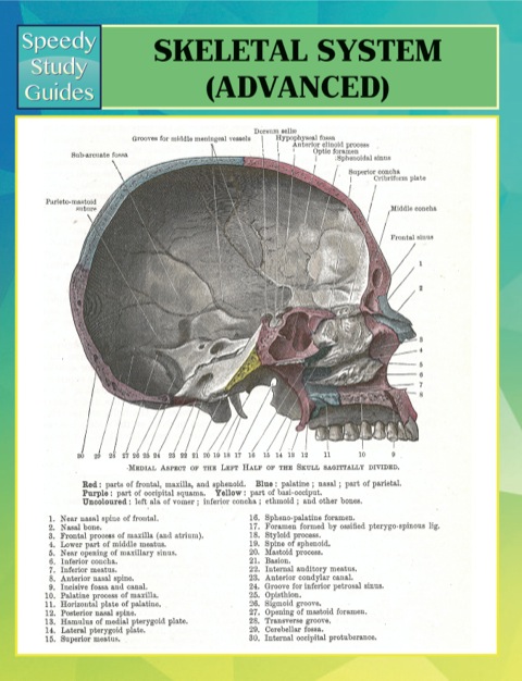 Cover image for book Skeletal System Advanced Speedy Study Guides