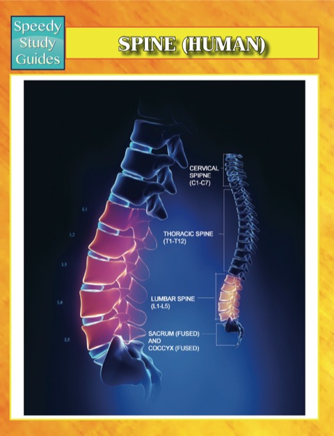 Cover image for book Spine (Human) Speedy Study Guides