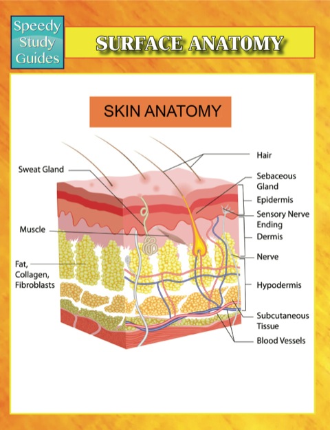 Cover image for book Surface Anatomy Speedy Study Guides