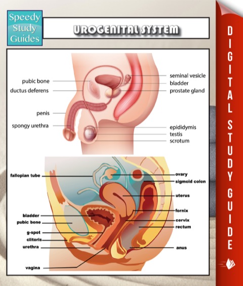 Cover image for book Urogenital System Speedy Study Guides