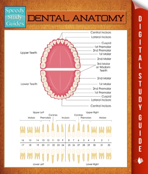 Cover image for book Dental Anatomy