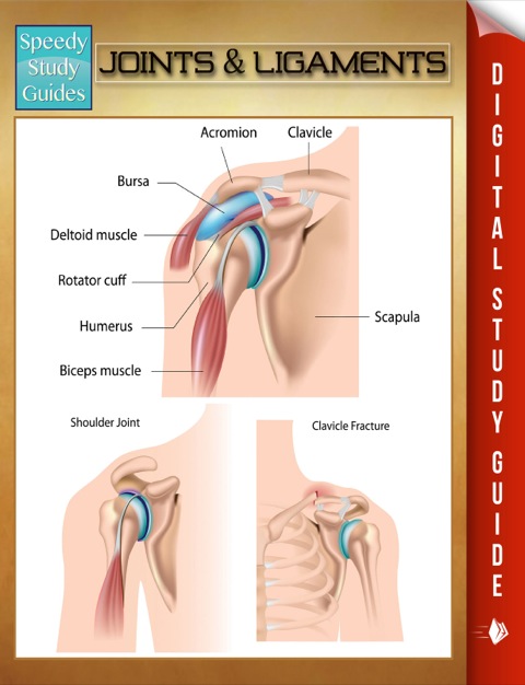 Cover image for book Joints & Ligaments