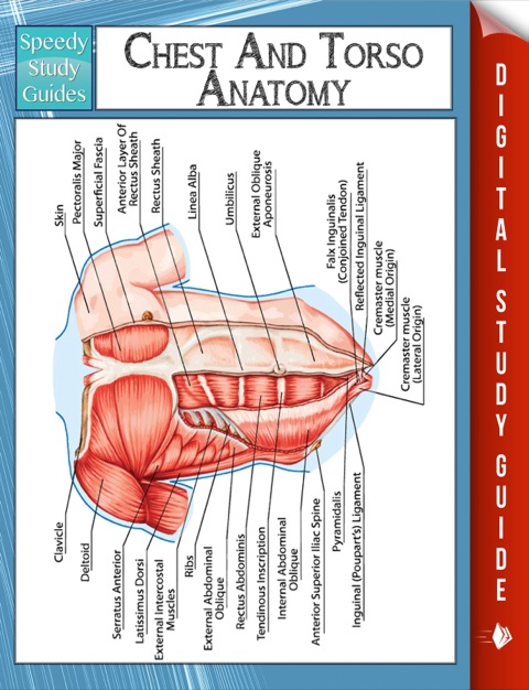 Cover image for book Chest And Torso Anatomy (Speedy Study Guide)