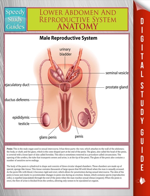 Cover image for book Lower Abdomen And Reproductive System Anatomy (Speedy Study Guide)