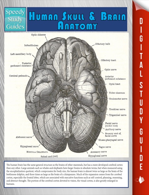 Cover image for book Human Skull And Brain Anatomy (Speedy Study Guide)