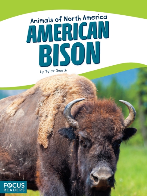 American Bison 